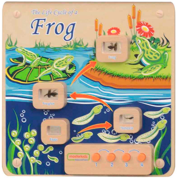 MASTERKIDZ Flex Montessori Wall Board Life Cycle of a Frog