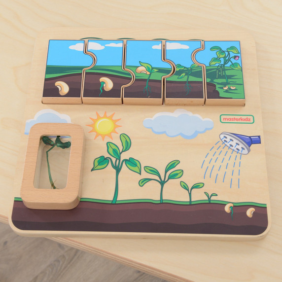 MASTERKIDZ Wooden Bean Life Cycle Board
