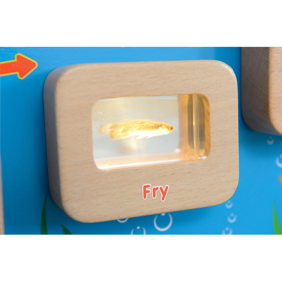 MASTERKIDZ Fish Life Cycle Illuminated Educational Board