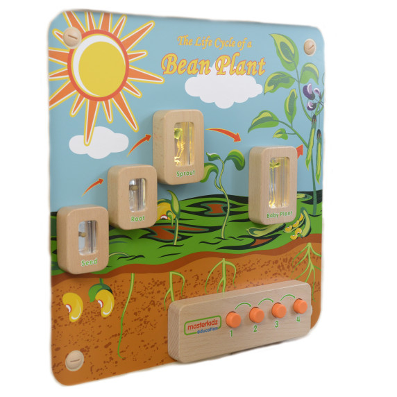 MASTERKIDZ Plant Life Cycle Flex Wall Board