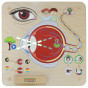 MASTERKIDZ Montessori Visual Sense Educational Board