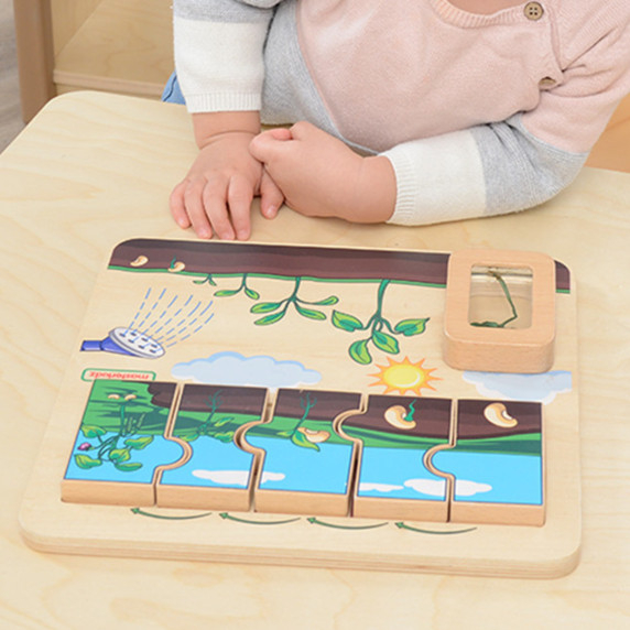MASTERKIDZ Wooden Bean Life Cycle Board