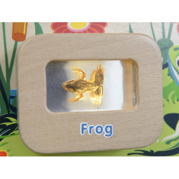 MASTERKIDZ Flex Montessori Wall Board Life Cycle of a Frog