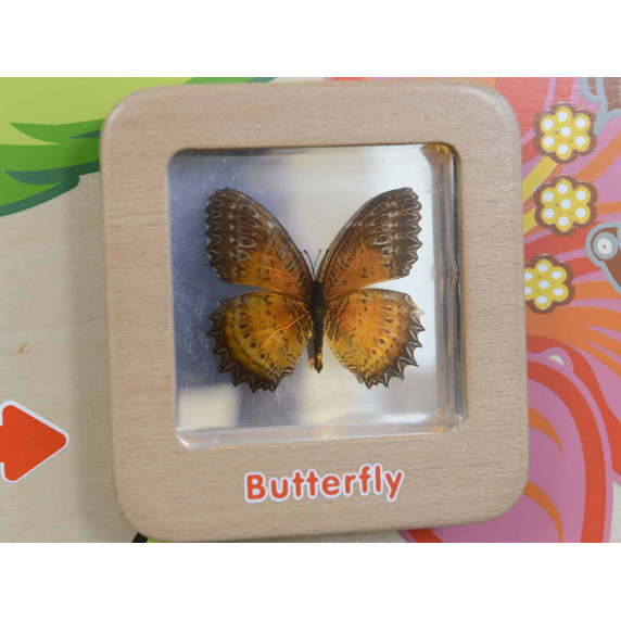 MASTERKIDZ Butterfly Life Cycle Educational Wall Board