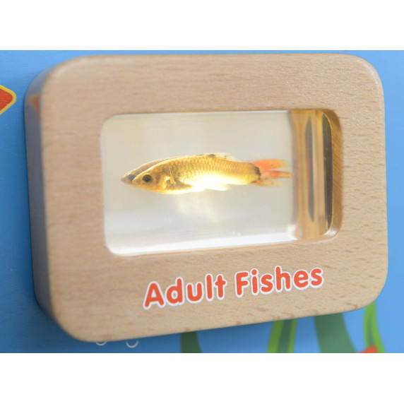 MASTERKIDZ Fish Life Cycle Illuminated Educational Board