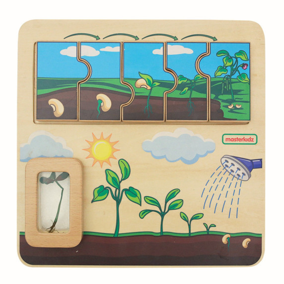 MASTERKIDZ Wooden Bean Life Cycle Board