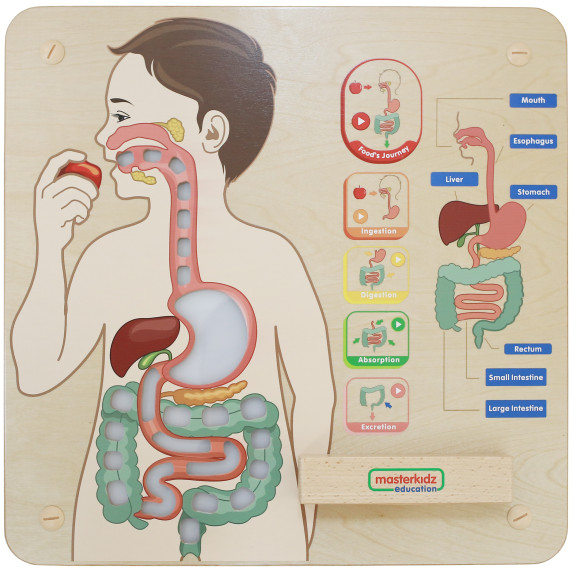 MASTERKIDZ Montessori Digestive System Educational Board