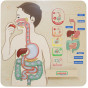 MASTERKIDZ Montessori Digestive System Educational Board